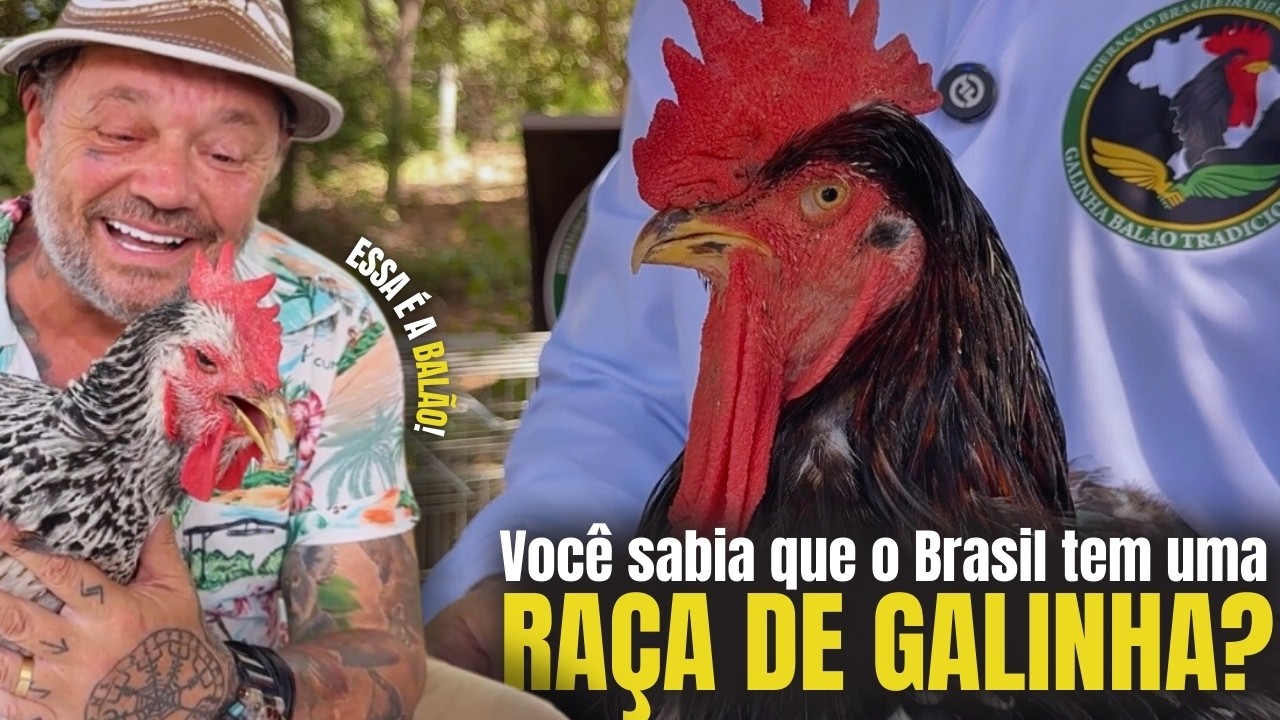 VOCÊ NUNCA VIU UMA GALINHA DESSAS! CONHEÇA A BALÃO! 🇧🇷🐔