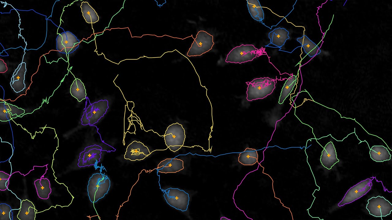 Automatic single cell tracking with HoloMonitor App Suite | HoloMonitor®