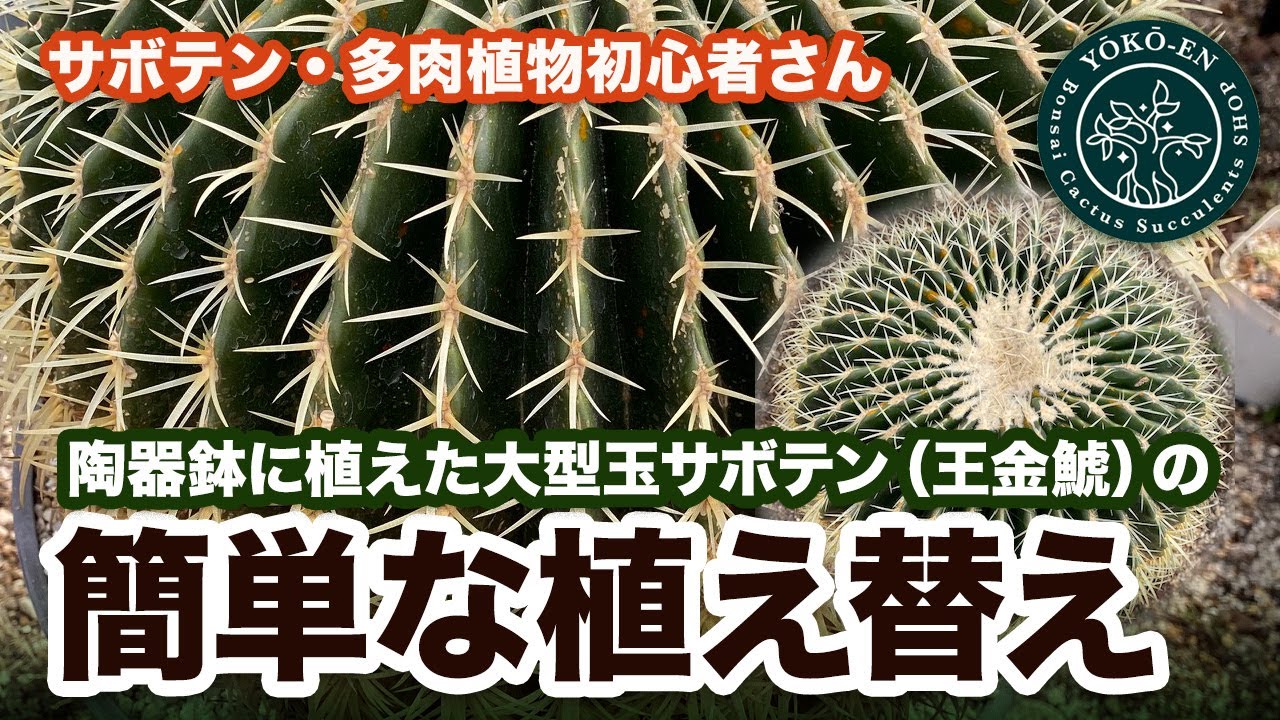 【 サボテン 】大型玉サボテン・王金鯱、根がパンパンにまわった刺の鋭いサボテンを陶器鉢から抜いて、傷付けずに植え替えるやり方