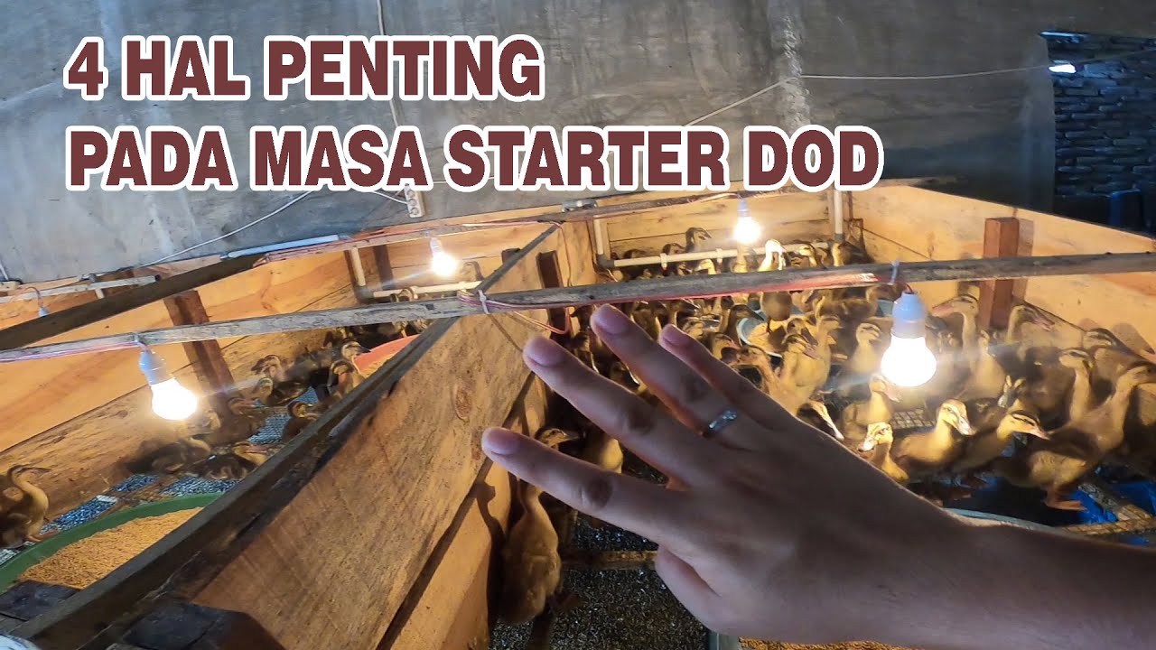 EMPAT HAL YANG HARUS DIPERHATIKAN PADA MASA STARTER DOD