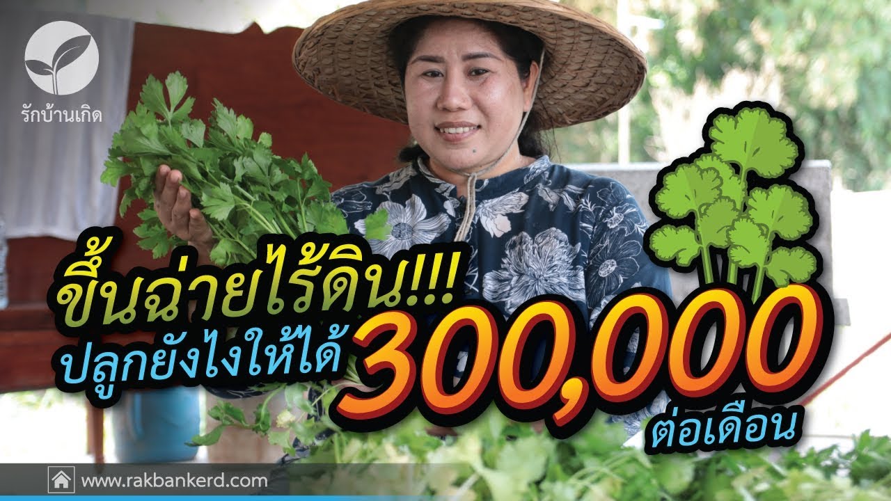 ภัชรวดี เจริญฤทธิ์ ปลูกขึ้นฉ่ายไร้ดิน ดูแลง่าย กับรายได้ 300,000 บาทต่อเดือน l รักบ้านเกิด