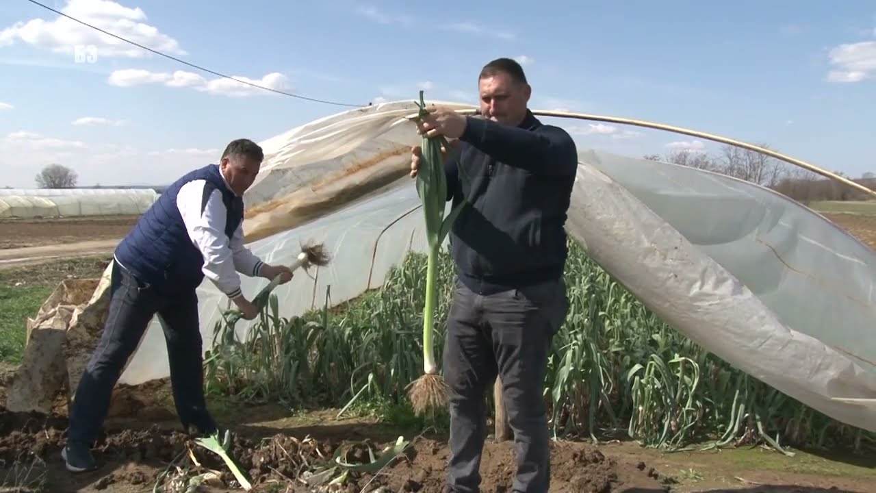 SELJACI SAMI RADE HIBRIDIZACIJU I TO RADI SJAJNO -  novi hibridi praziluka - uzgoj mlade mrkve ...