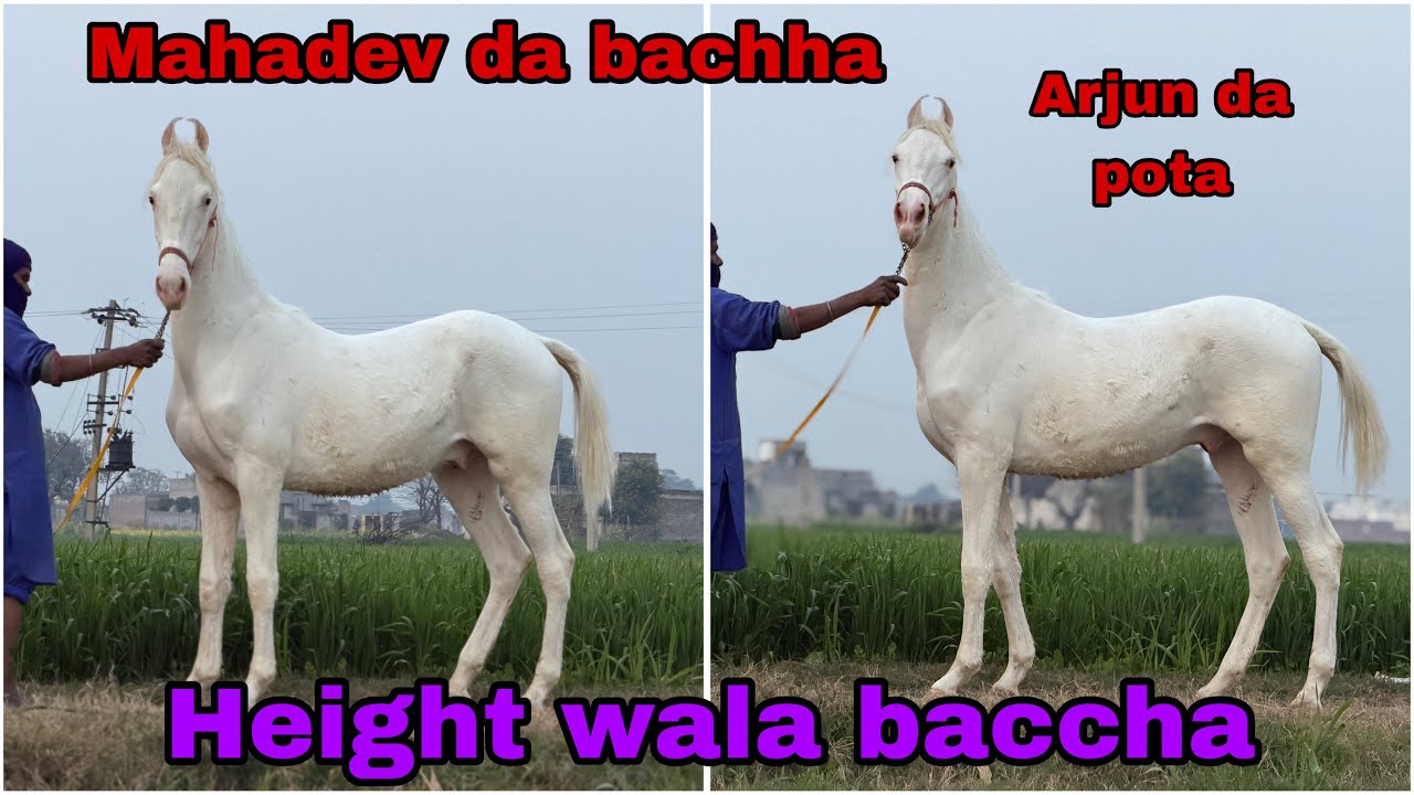 ਅਰਜਨ ਰੌਲੀ ਦਾ ਪੋਤਾ ਤੇ ਮਹਾਦੇਵ ਦਾ ਬੱਚਾ ॥