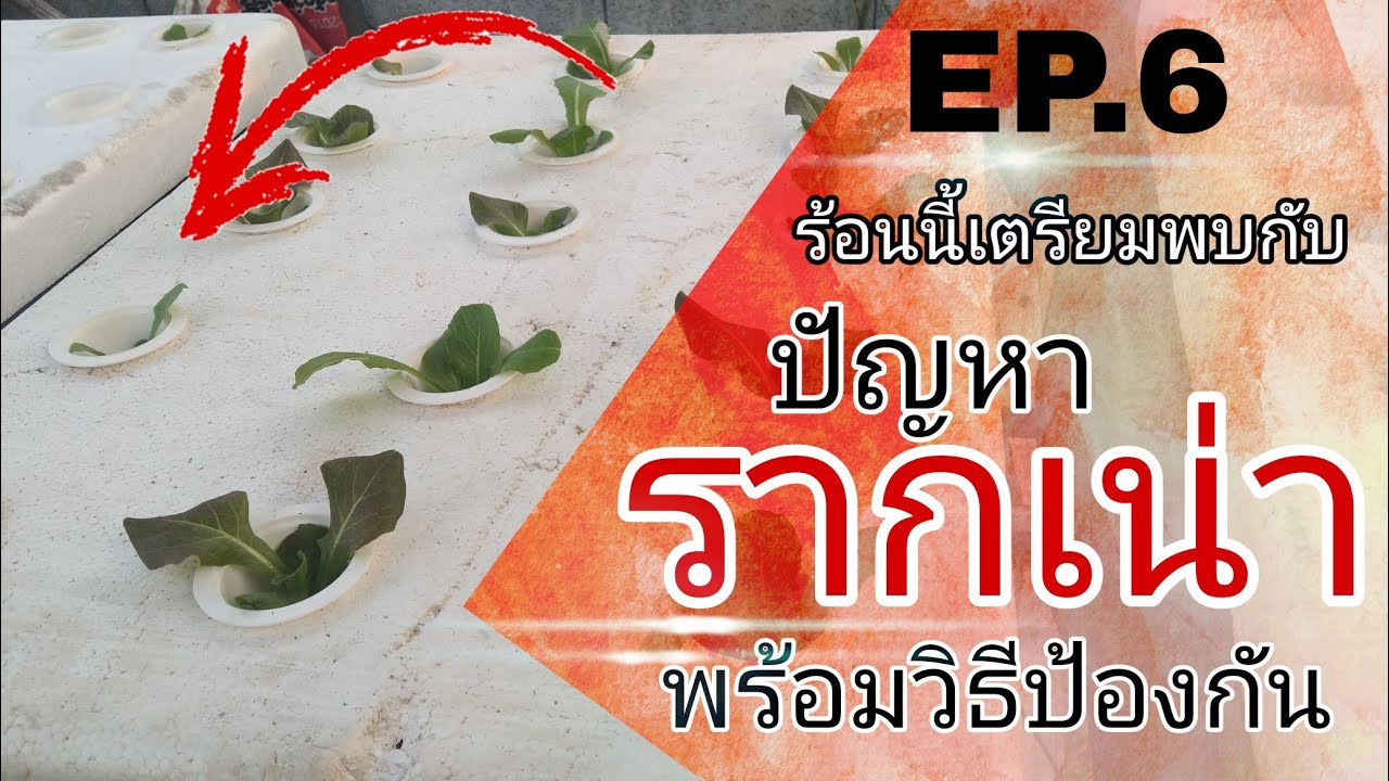 Ep.6 ปัญหา รากเน่า หน้าร้อน ผักสลัดไฮโดรโปนิกส์ในกล่องโฟมและวิธีการป้องกัน #ผักสลัด #ผักไฮโดรโปนิกส์
