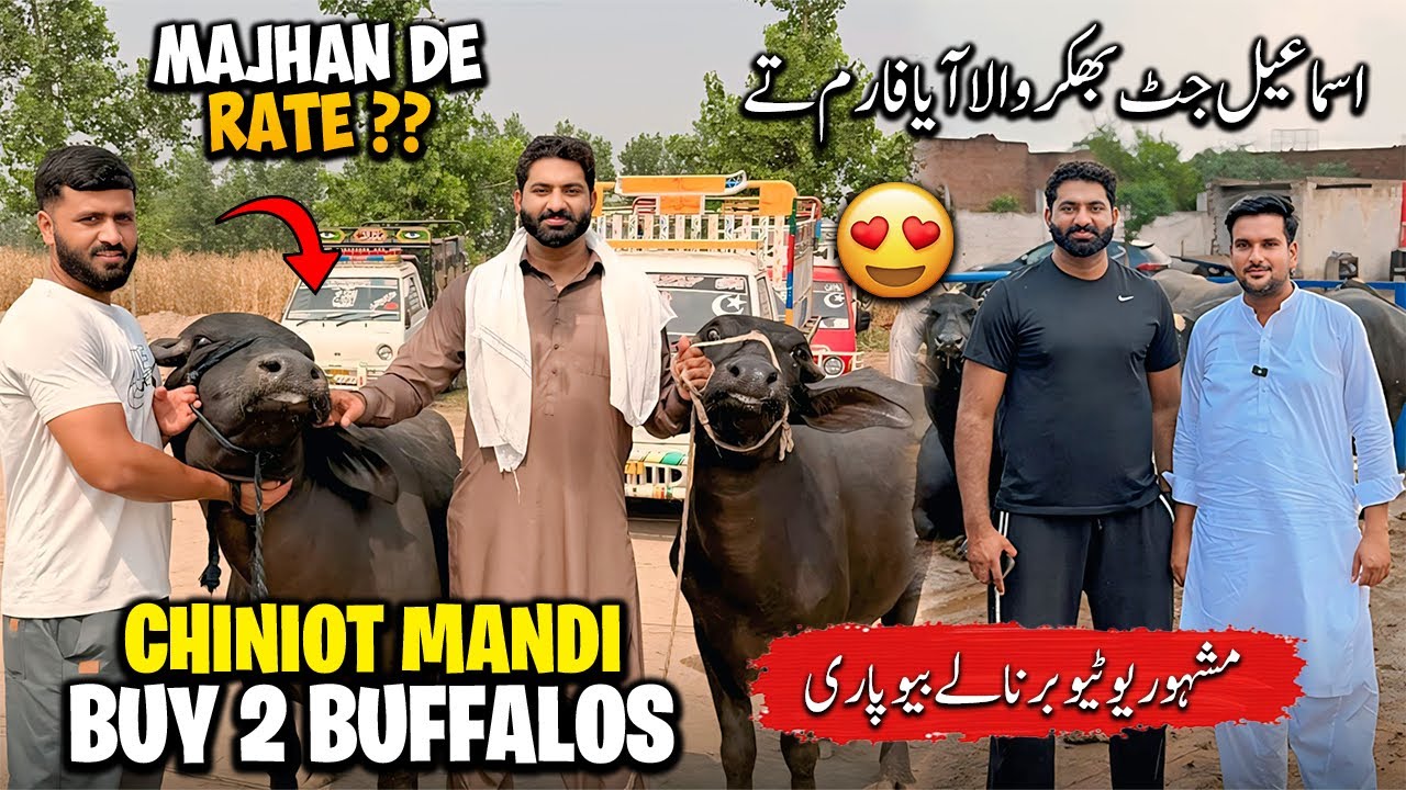 Chiniot Mandi Best Deal! 🐃 2 Buffaloes Jhotian Purchased | Ismail Jatt Bhai Visit | Nasir Dhillon 