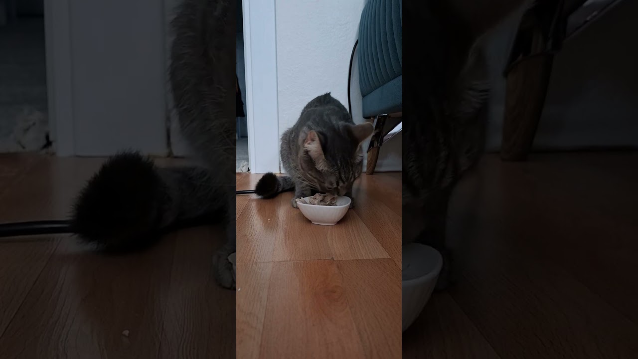 Rızık zamanı #cat #cats #miyav #miyavciklar #kedi #catvideos #catshorts #viral #keşfet #keşfetteyiz