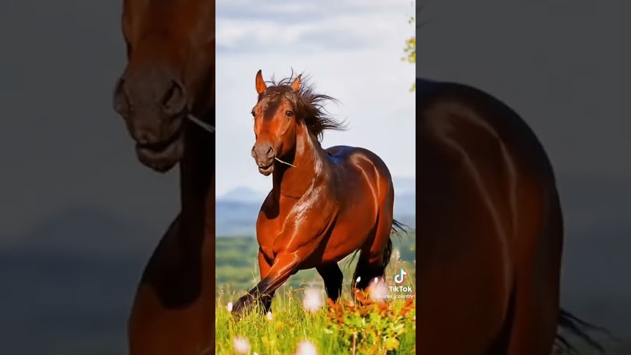 V&iacute;deo de cavalos