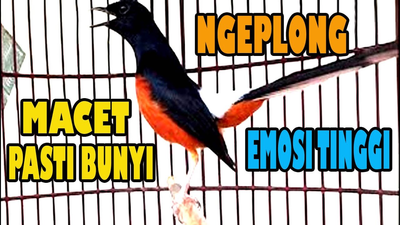 Pancingan murai batu tercepat respon !!! Murai manapun Emosi Gacor Ngeplong