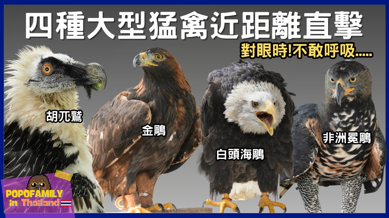 【最猛企劃】4種大型猛禽！雨林中的死神、骨頭粉碎者、草原殲滅機、猛禽土匪哥！四種大鳥一次滿足！| 波氏家族 popofamily