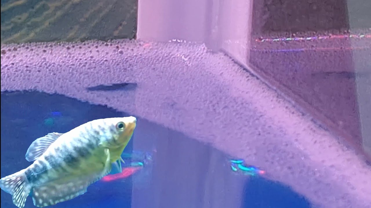 foam on aquarium water - reasons and ways to eliminate bubbles in your fish tank