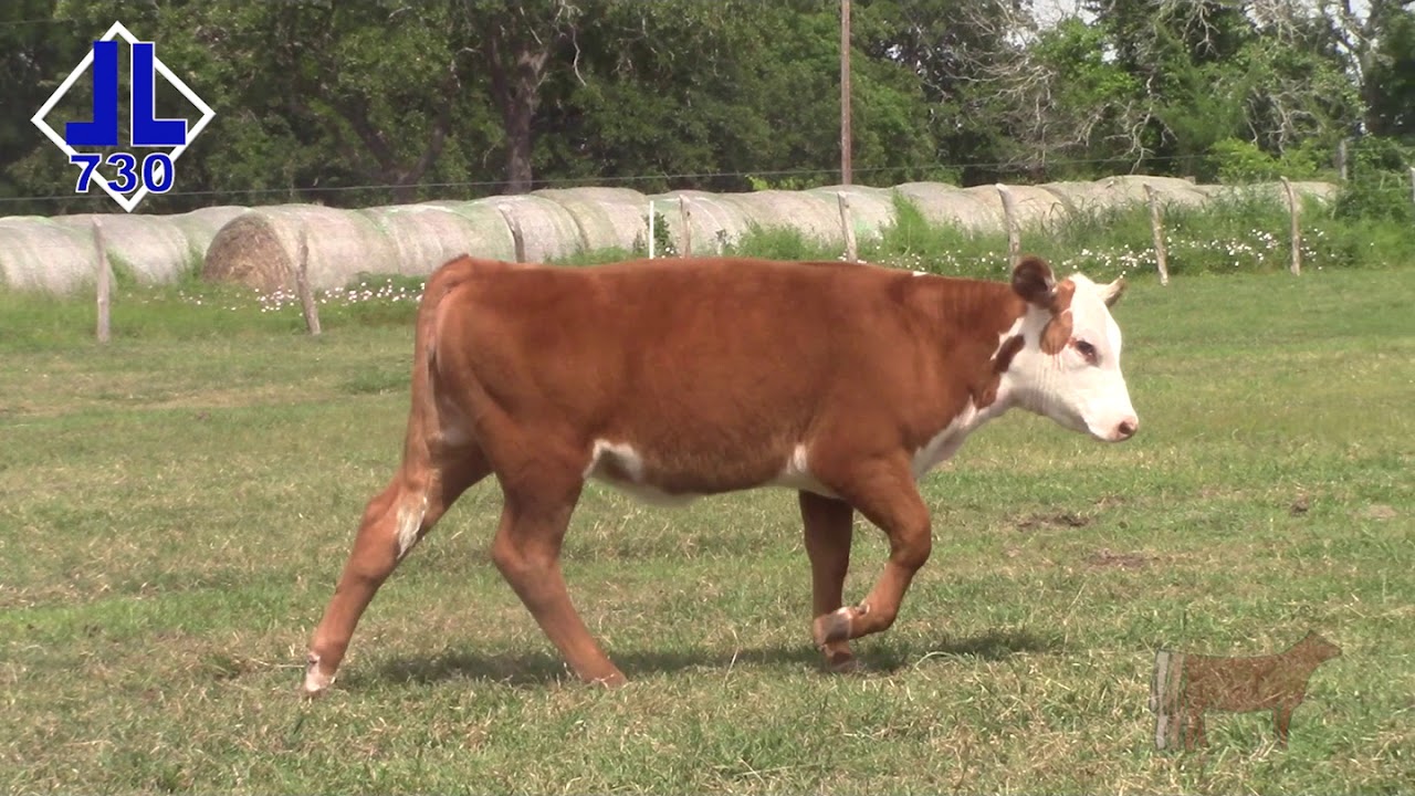 Lot 14 - DBLL JR 5182 CUPCAKE 730 ET