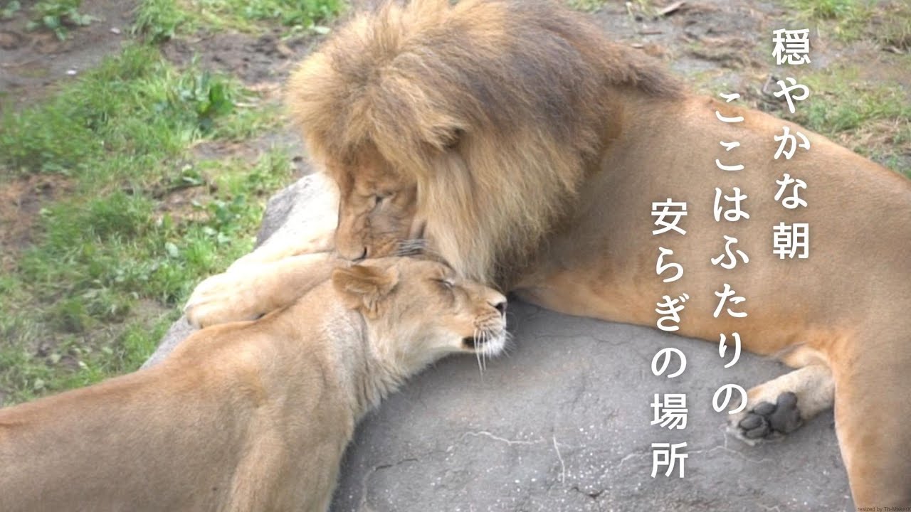 イオ & オリト「安らぎの場所」旭山動物園の若きライオン物語【Young lion love story】