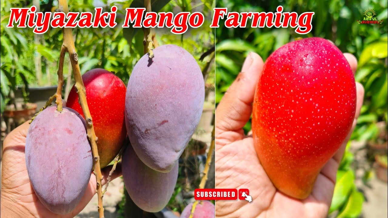 Miyazaki Mango Farming 