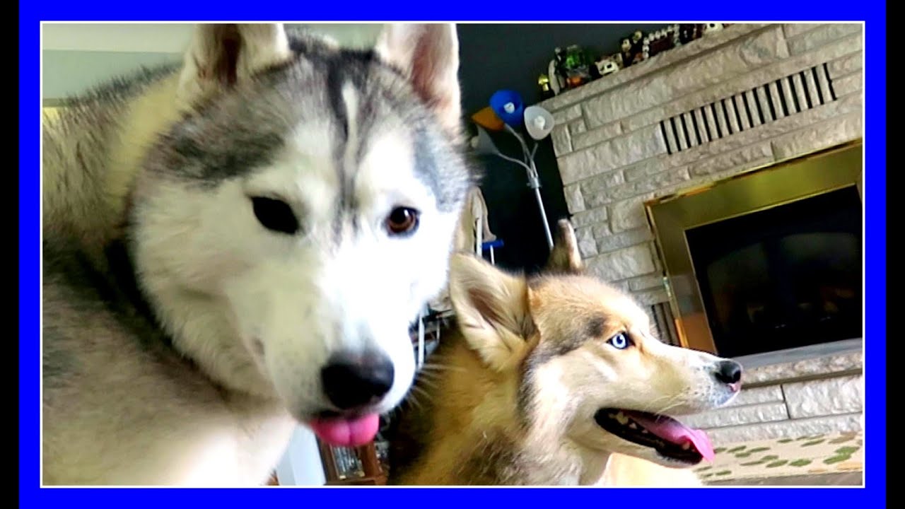 ARE YOUR DOGS FIGHTING | Fan Friday 253 Q&A