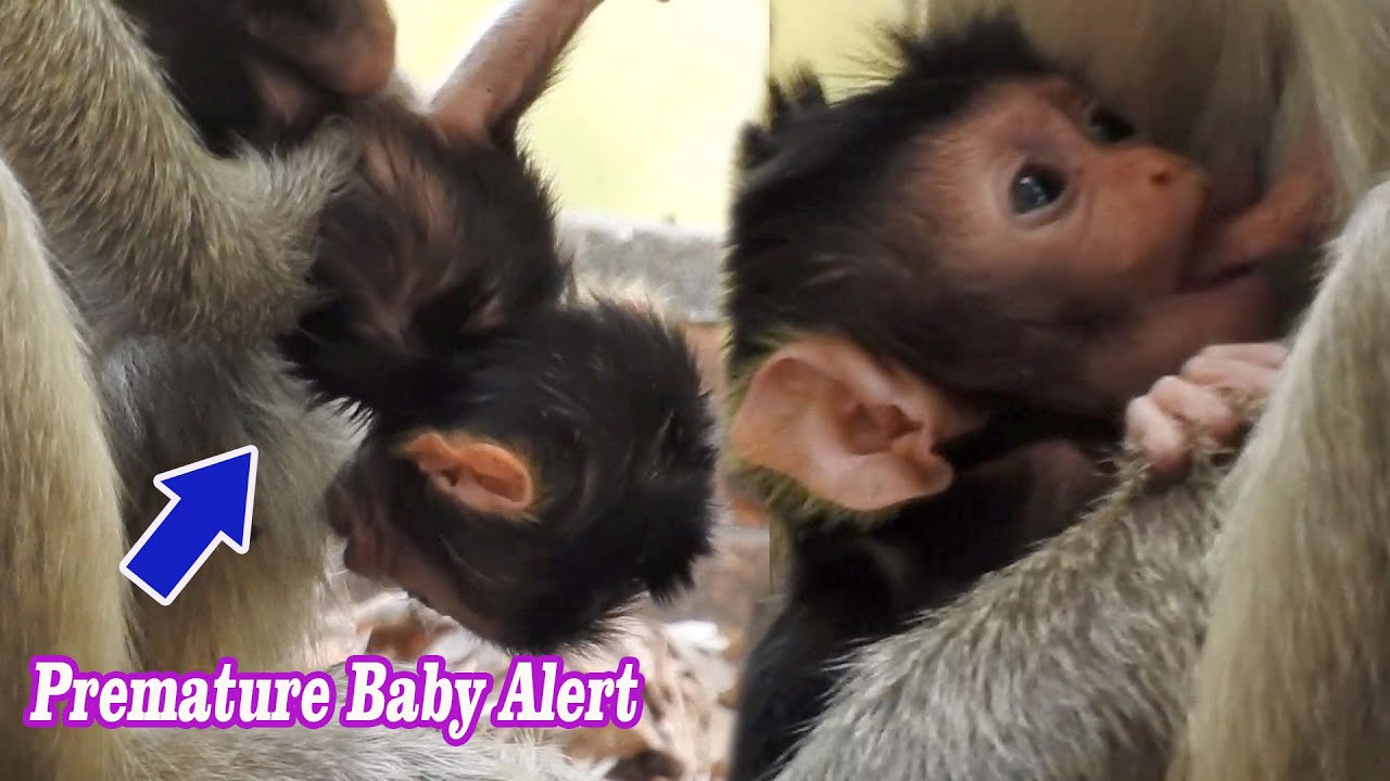 Smallest baby Vega alert nearly fall but Mom timely protection | Poor mom Vegas look after baby best