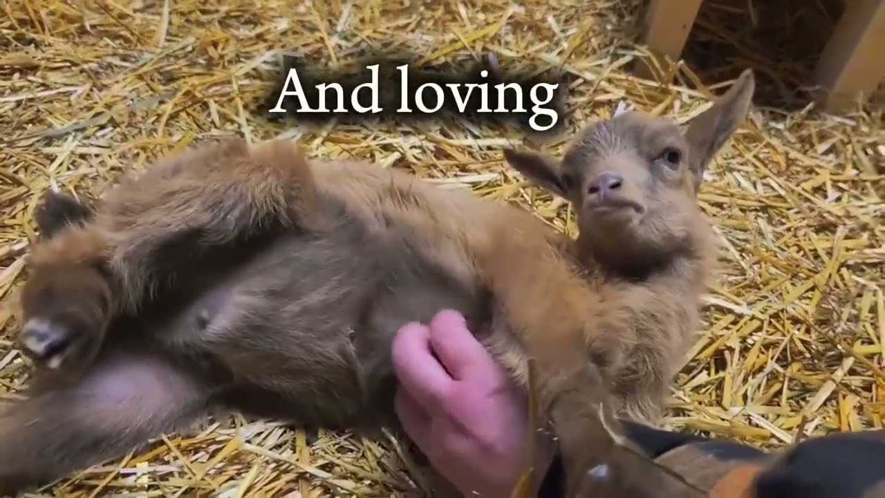 Our First Registered Farm Baby — Now She’s About to Be a Mom 🥹🐐