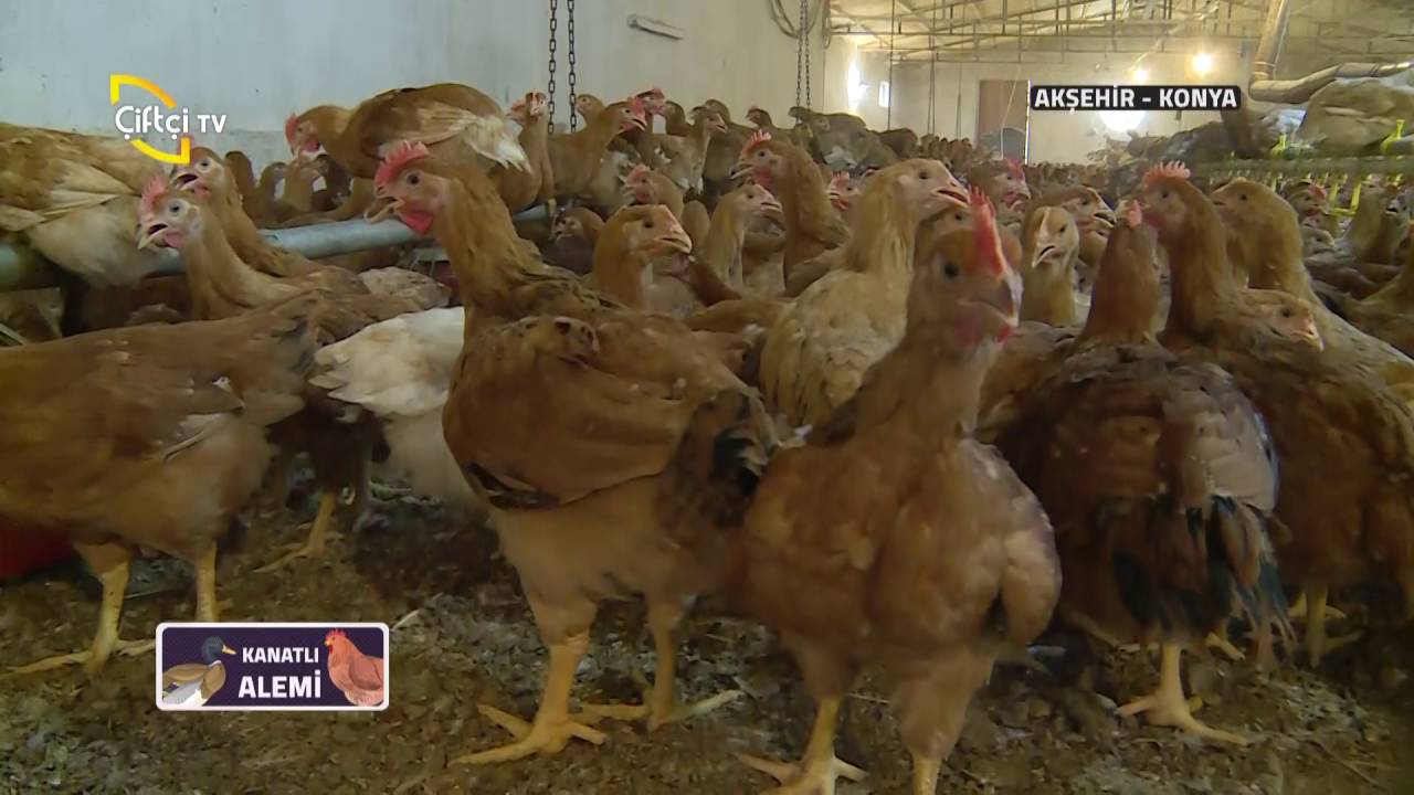 Kanatlı Alemi-Hubbard Doğal Et Tavuğu Yetiştiriciliği