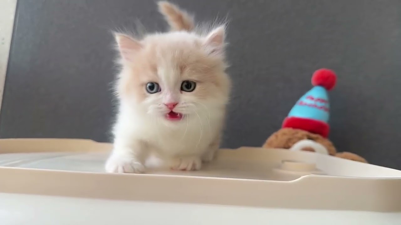 Adorable Cat Sounds 😻 Gatito Cute Meow Meow | Gato Tierno