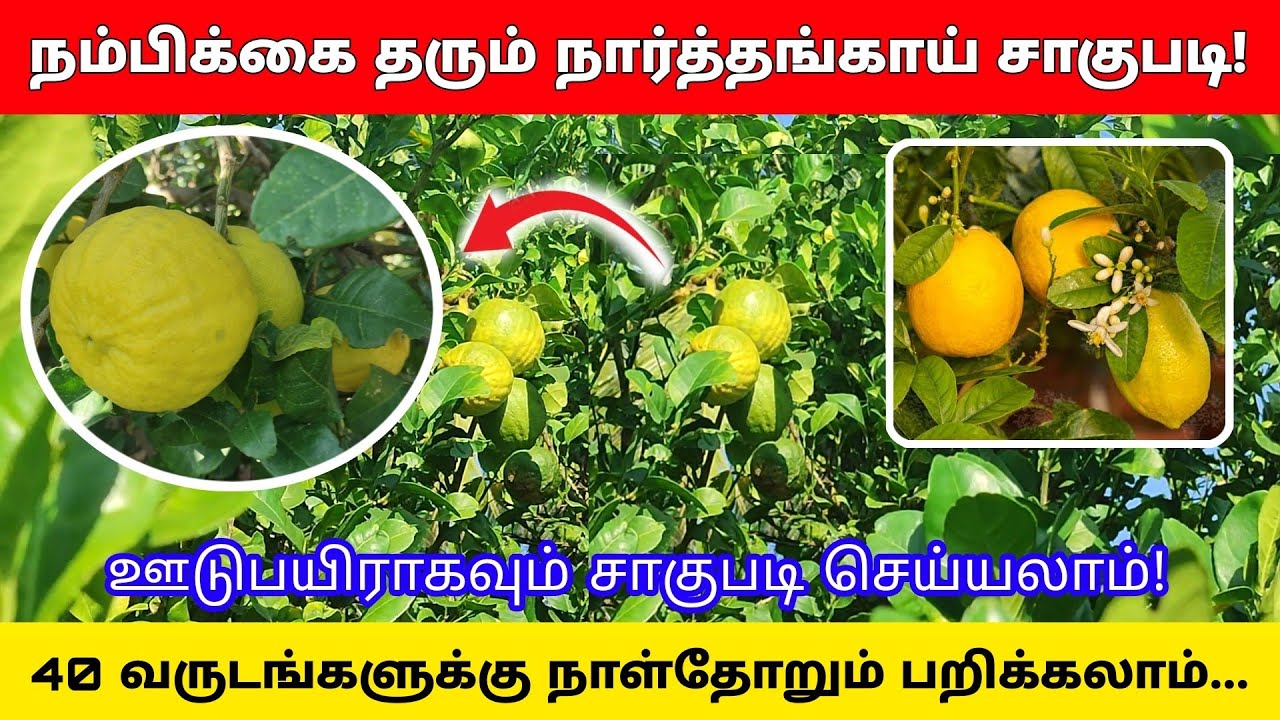 ஆண்டு முழுவதும் அமோக வருமானம்  தரும் நார்த்தங்காய் சாகுபடி! | narthangai valarpu narthankai citron