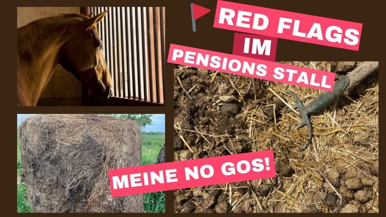 🚩 Meine NoGos im Pensions Stall für Pferde  🚩 Red Flags bei der Reitstall Auswahl  🚩