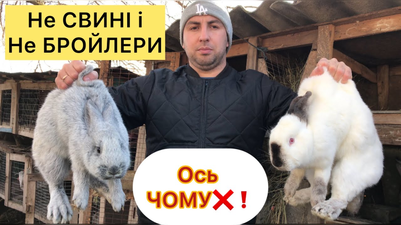 Ферма Кролів у 2026✅Чи варто Розраховувати на Прибуток Бізнес на 🐇