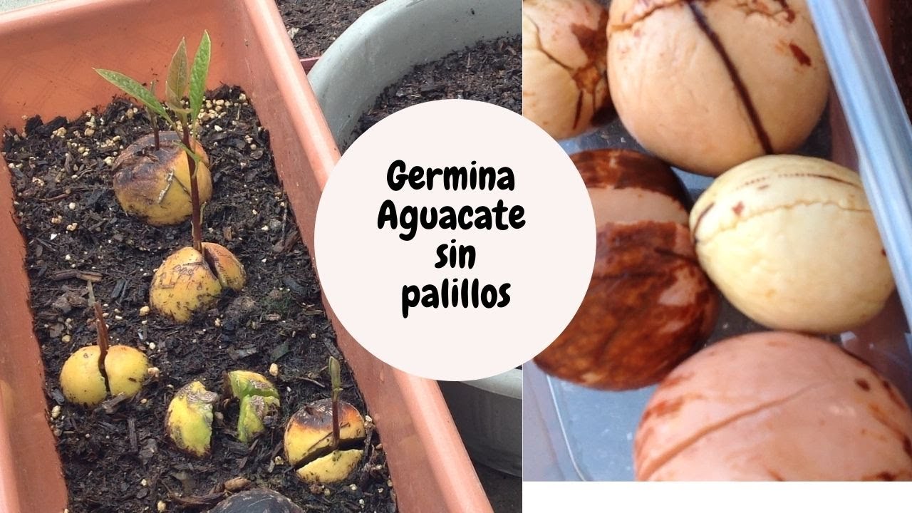 How to germinate your avocado without toothpicks, complete process