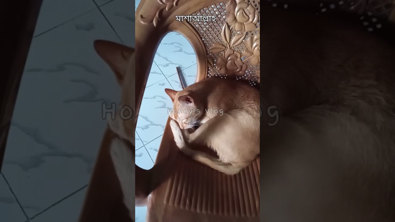 #catfunny #catvideos #funnycatvideos