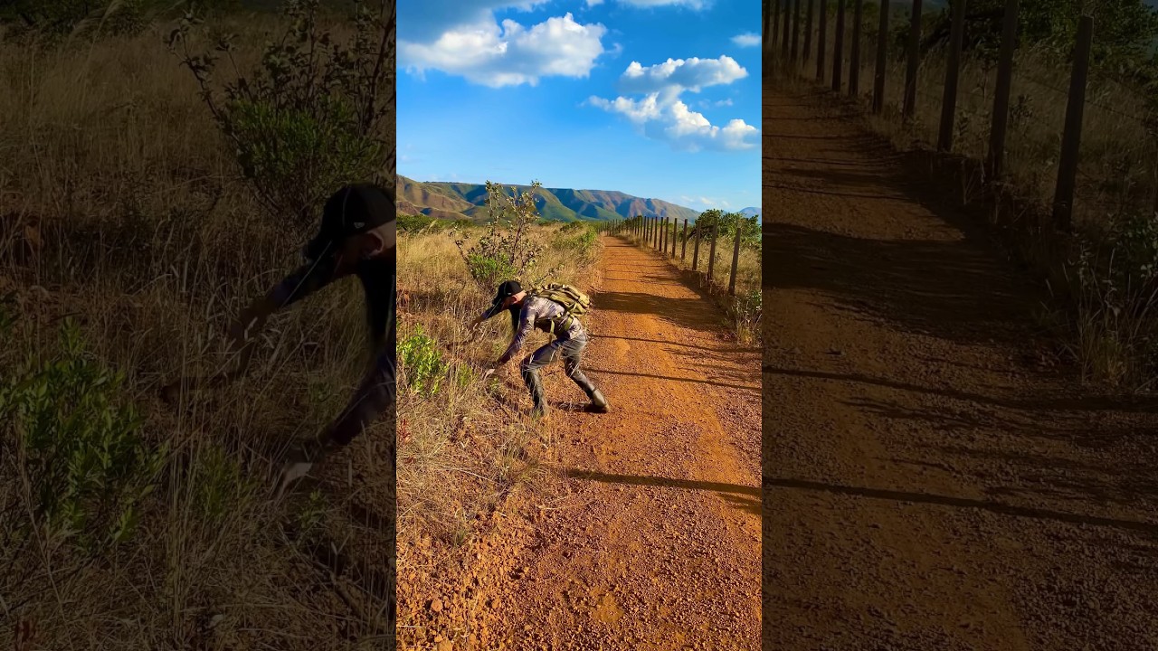 Como capturar uma cobra 🐍 #cobra #animal #biologo #caca