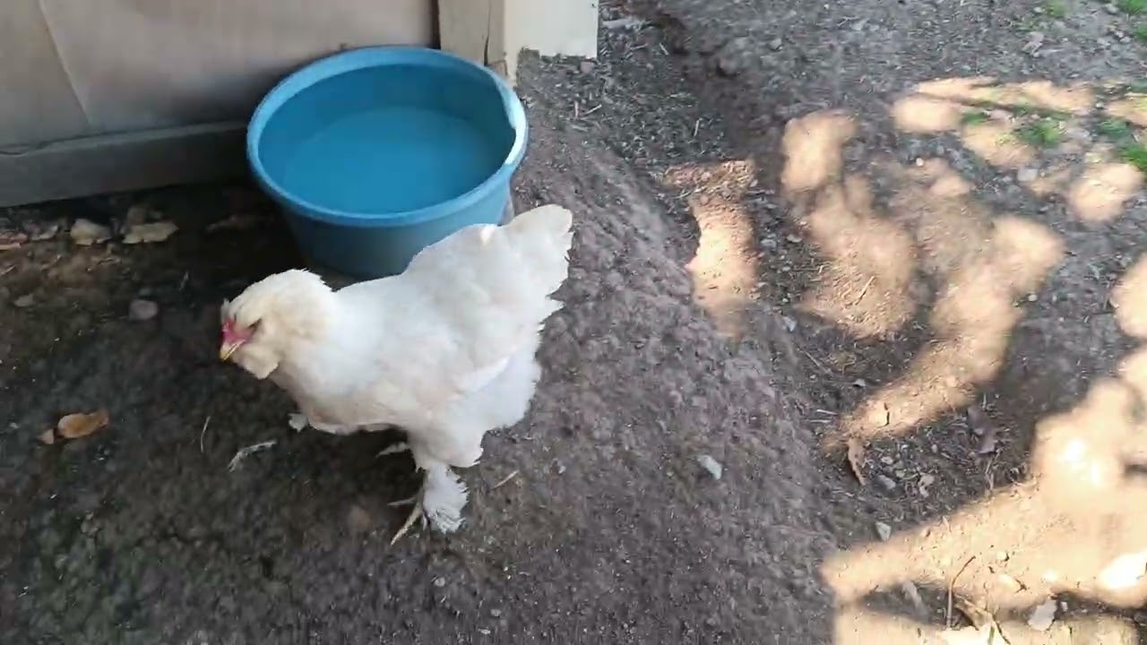 🛑 GALLINAS LIBRES, recogimos mucho huevo otra vez 😱 desgraciadamente murió, ya lo esperaba :(