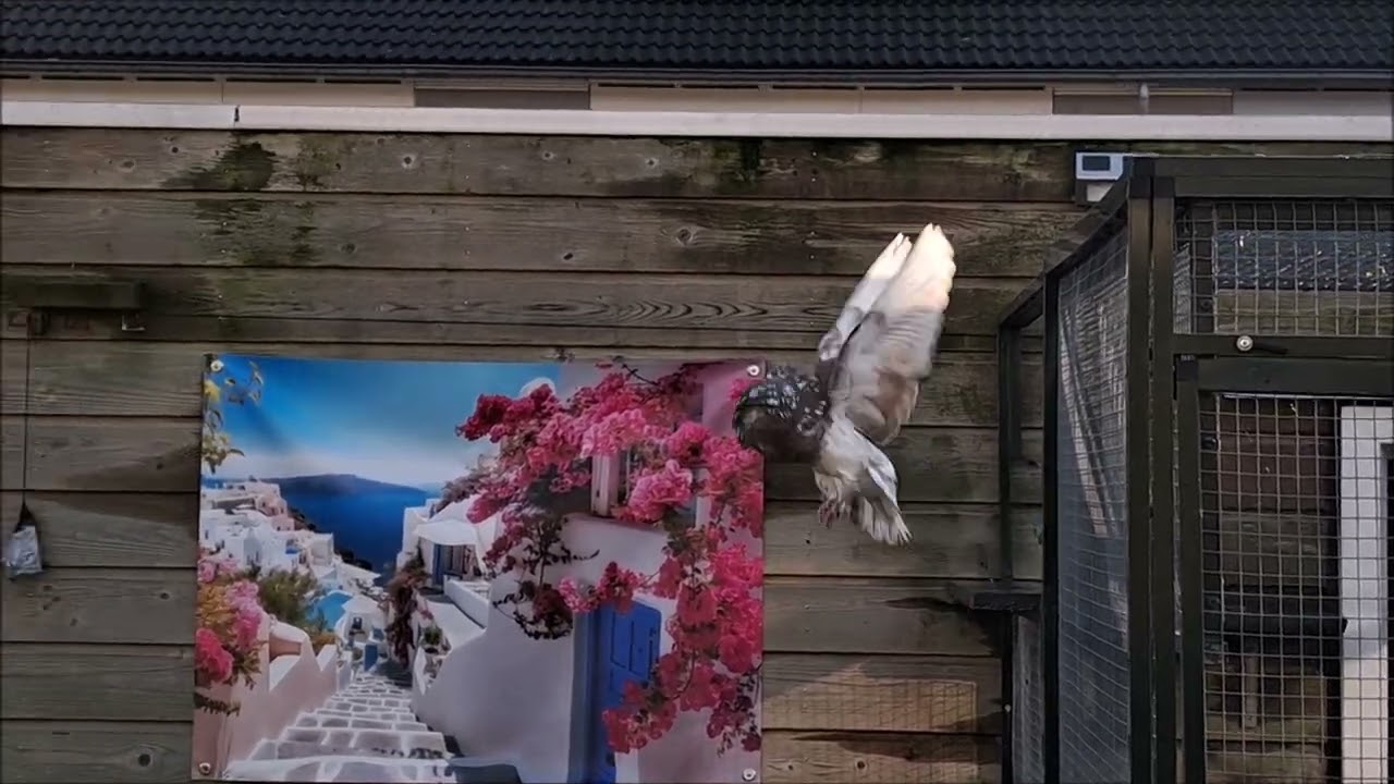 Roodtijger doffer d.d.: 17-01-2026