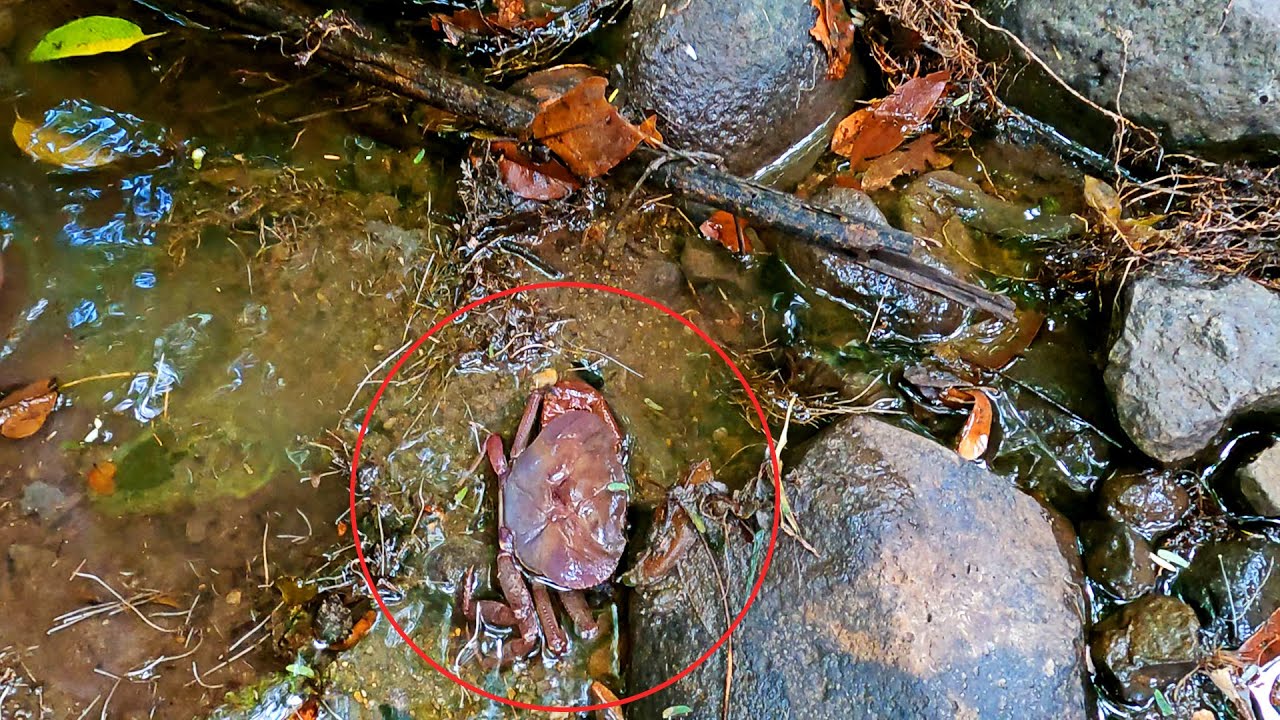 BUSCANDO CANGREJOS EN EL RÍO LEVANTANDO PIEDRAS! CANGREJO MUDADO