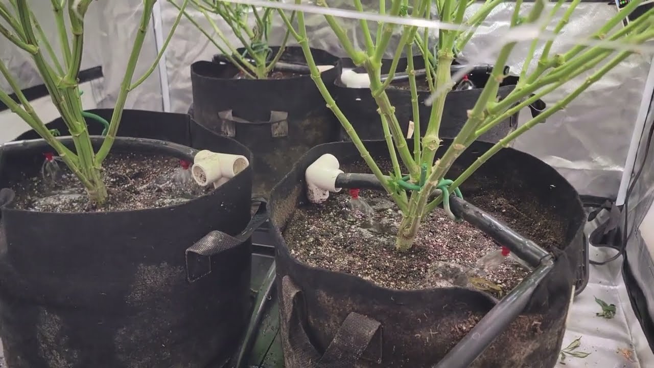 Grow weed Easy - Less is more