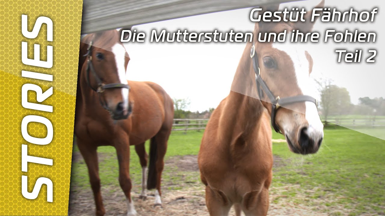 Gestüt Fährhof - Die Mutterstuten und ihre Fohlen - Teil 2
