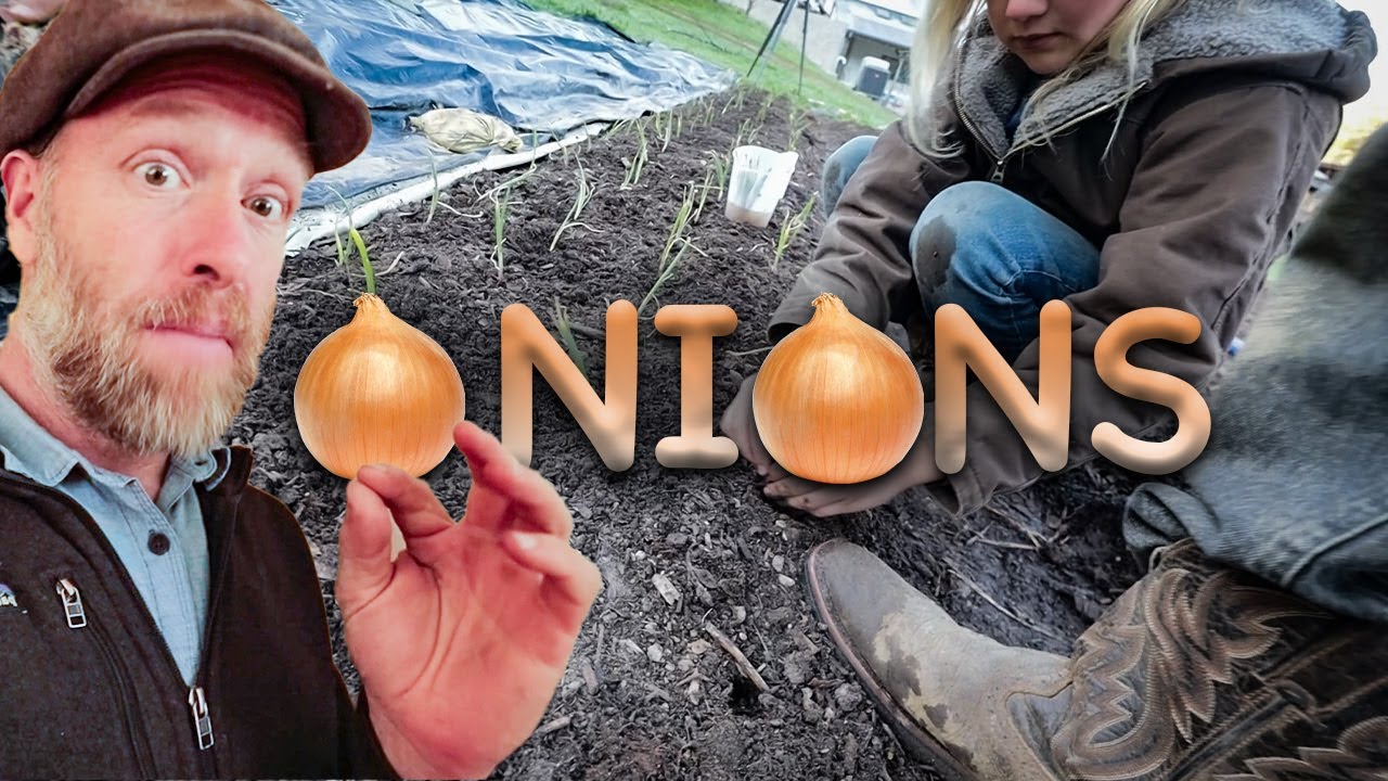 We Planted WAY too many onions :)