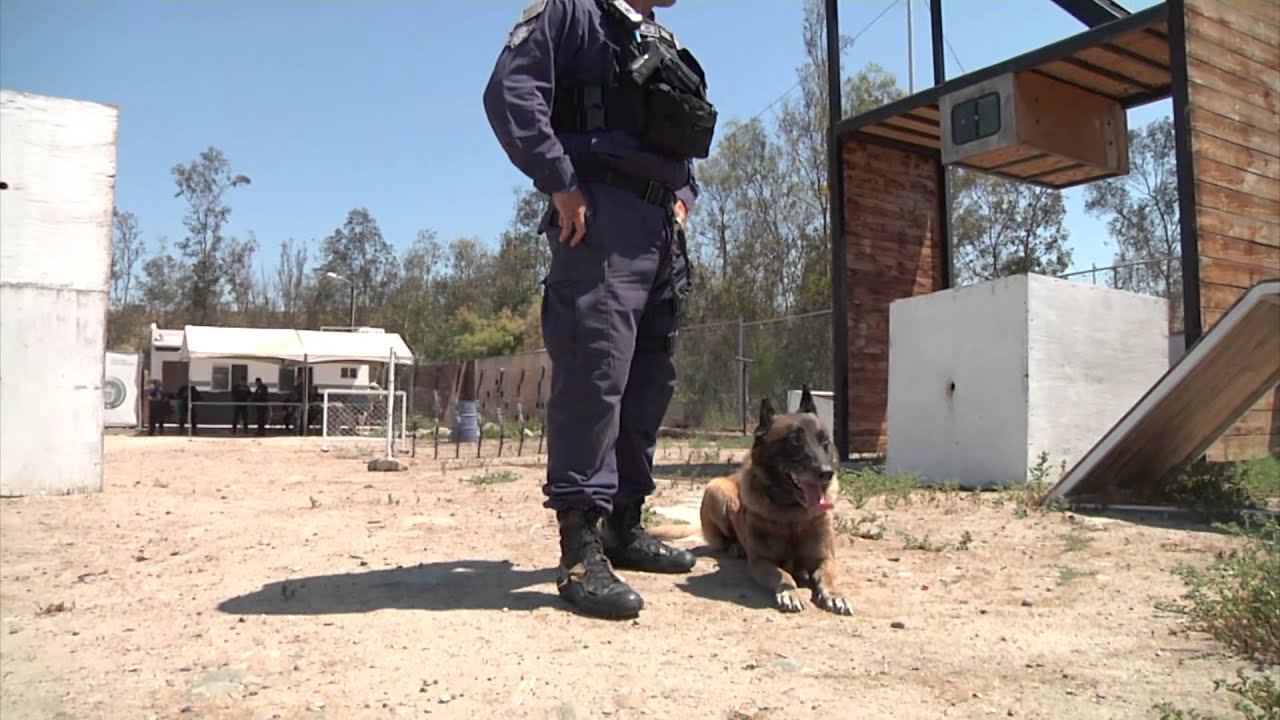 ¡Cuidado con el Perro! Unidad K9 de Tijuana, de las mejores en el país.