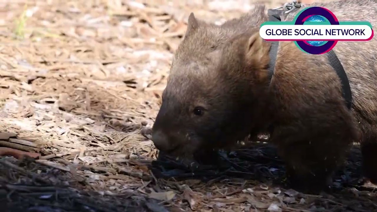 The Remarkable Wombat: Australia’s Underground Engineer