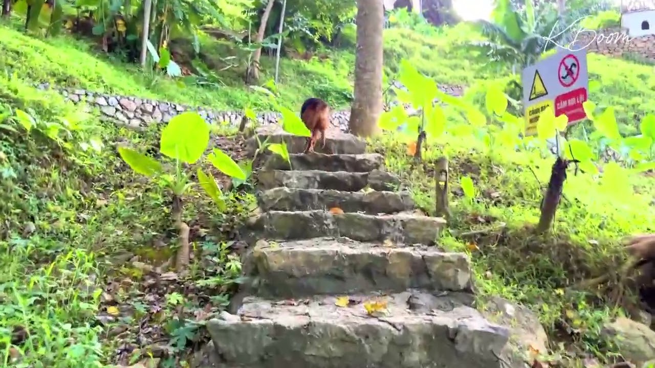 Morning relaxing walk at Vayang Retreat & Camping HoaBinh with the golden dog | Summer 2025