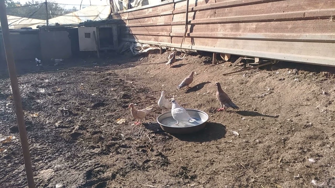 GÜVERCİNLERİN BANYO SEFASI | KEŞPİR POSTA ÖTMEYE BAŞLADI #POSTA #GÜVERCİN #PLATİNPOSTA