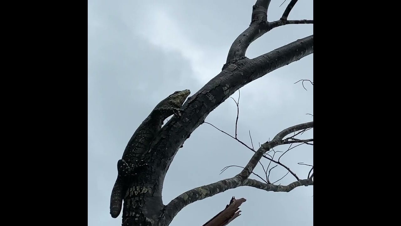 Australian Goanna