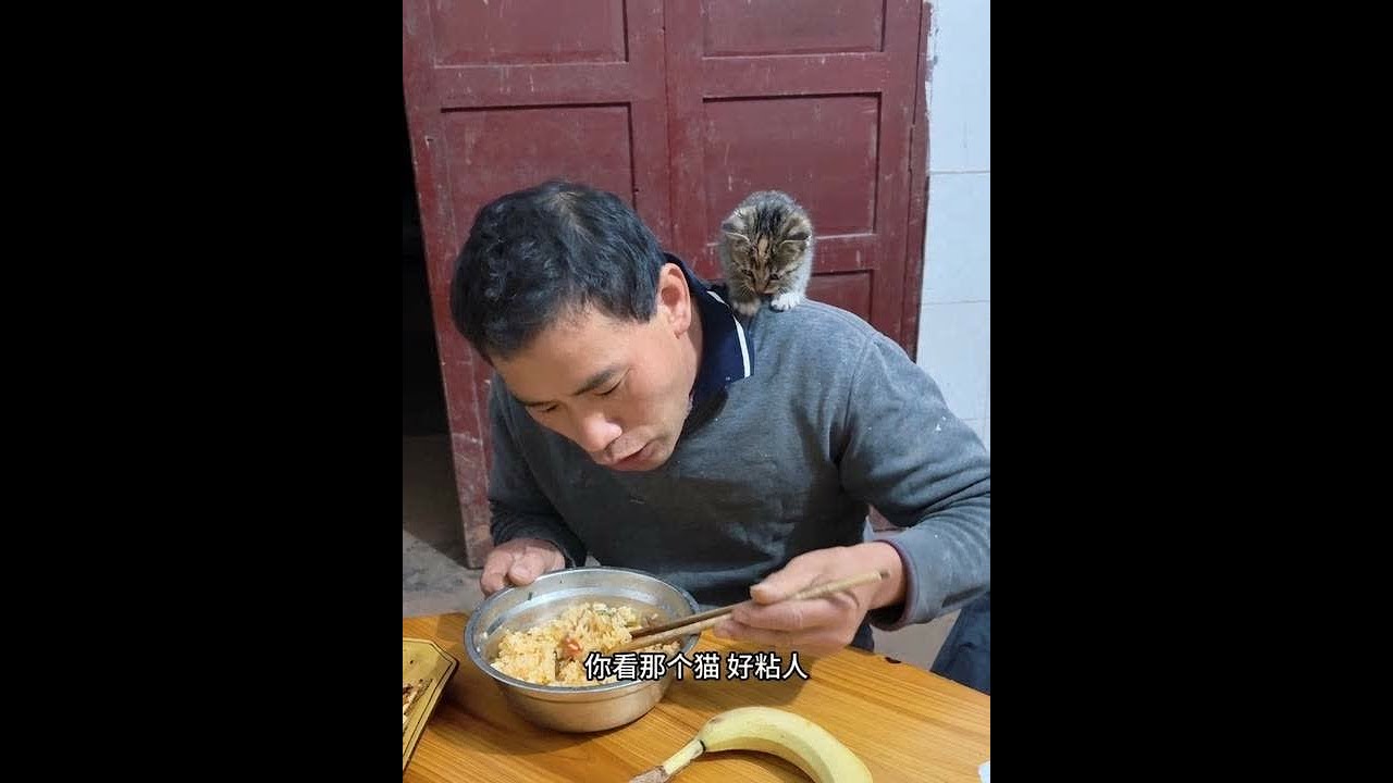 幺爸脾气是真的好，这个猫从捡回来就在幺爸身上窜，晚上更是睡幺爸的床铺#顺心幺爸 #vlog日常 #捡猫后续 #一定要看到最后 #创作人计划