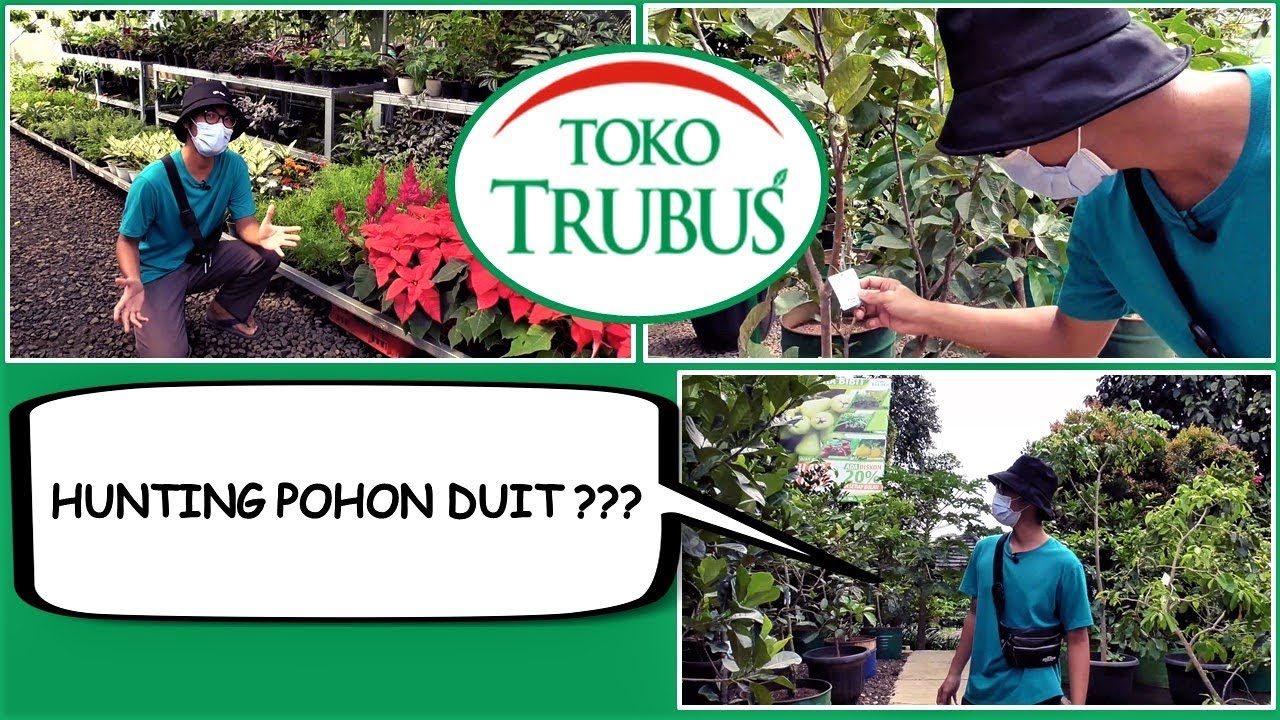 HUNTING TANAMAN BERKUALITAS DI TOKO TRUBUS MEKARSARI CIMANGGIS DEPOK