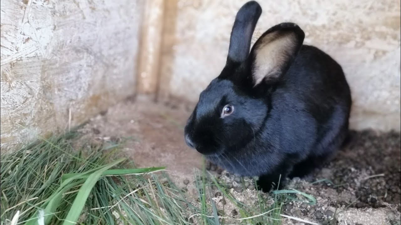 Rutina mea de dimineață la ANIMALE