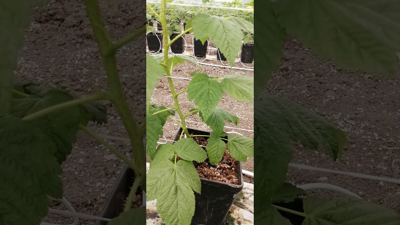 Poda de estimulación para frambuesa para generar brotación de yemas axilares.