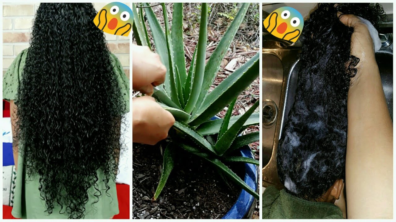 All Natural Fresh Aloe Vera Regrowth Shampoo To Increase Growth Stop Dryness Breakage Baldness