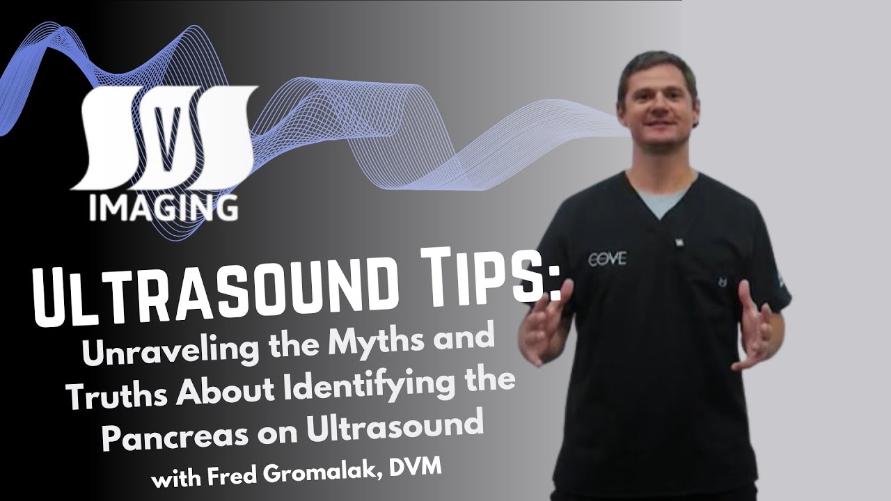 How to Scan the Pancreas in Dogs & Cats | Ultrasound Basics with Dr  Fred Gromalak