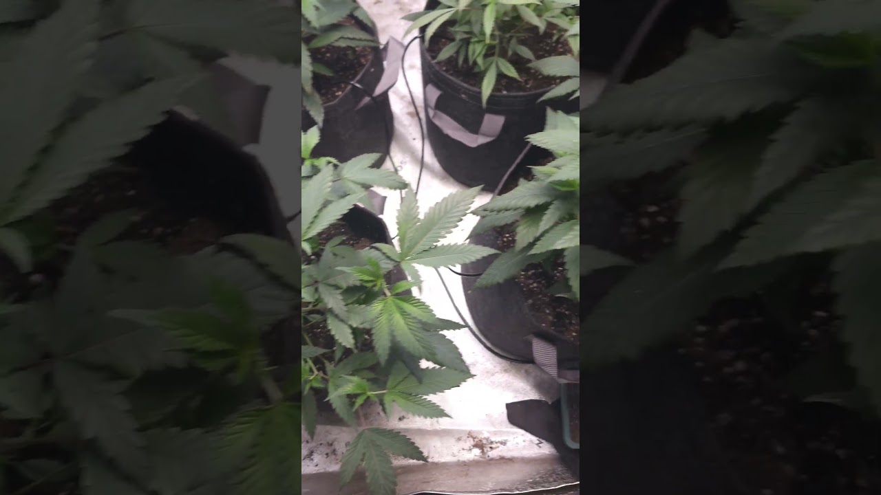 clones to harvests #bd and #ogksh #growdots #recharge
