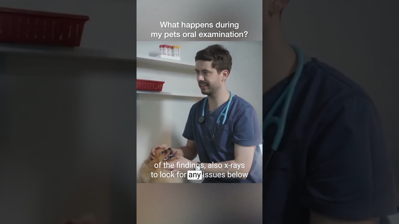 What happens during my #pets  oral examination?