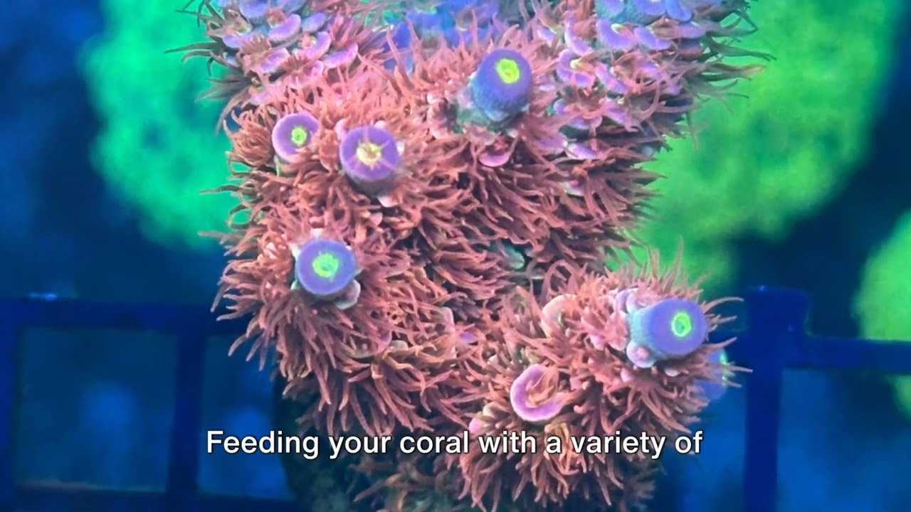 Acropora Tenuis Care Tips