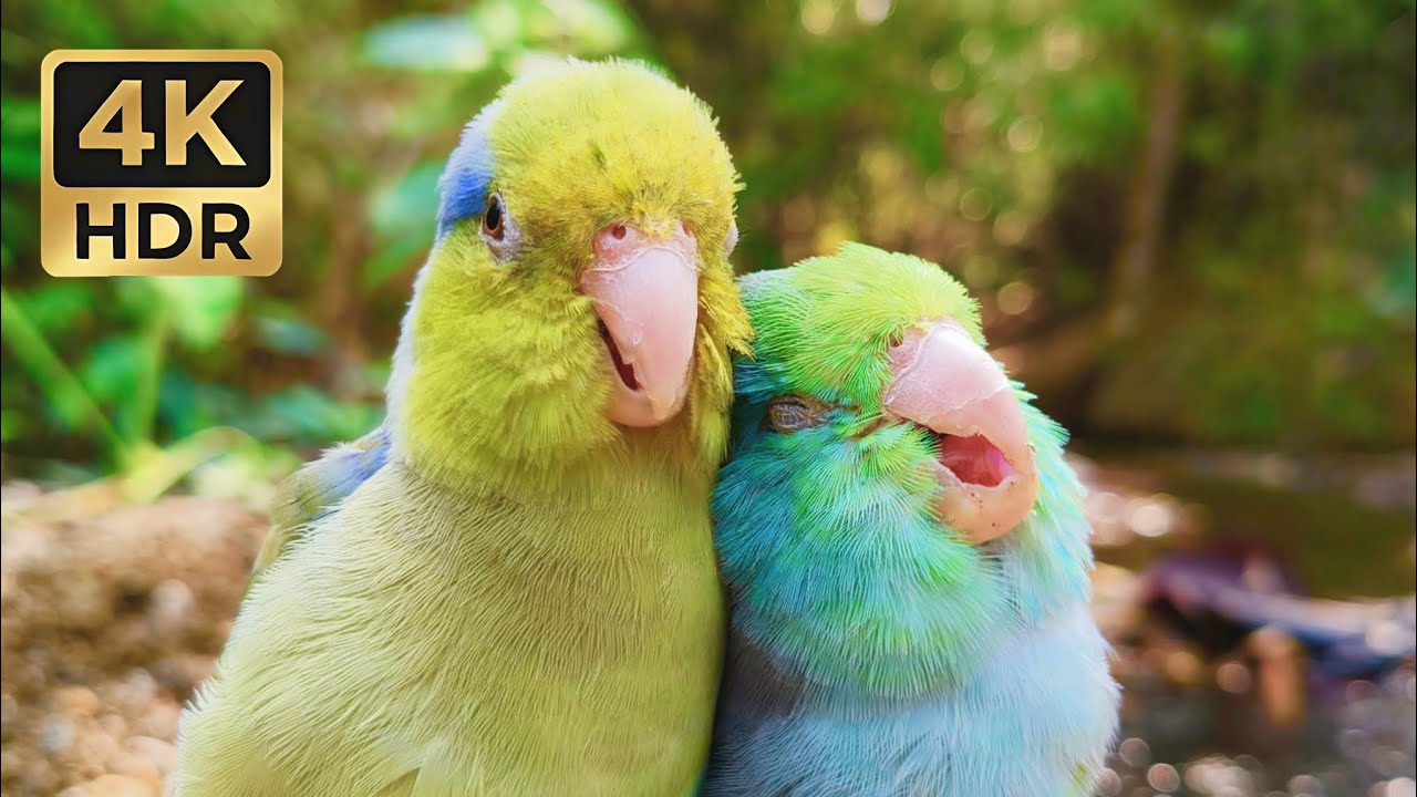 Sweetest Parrotlets Cuddling: 1 Hour Relaxing Nature & Bird Sounds 4K