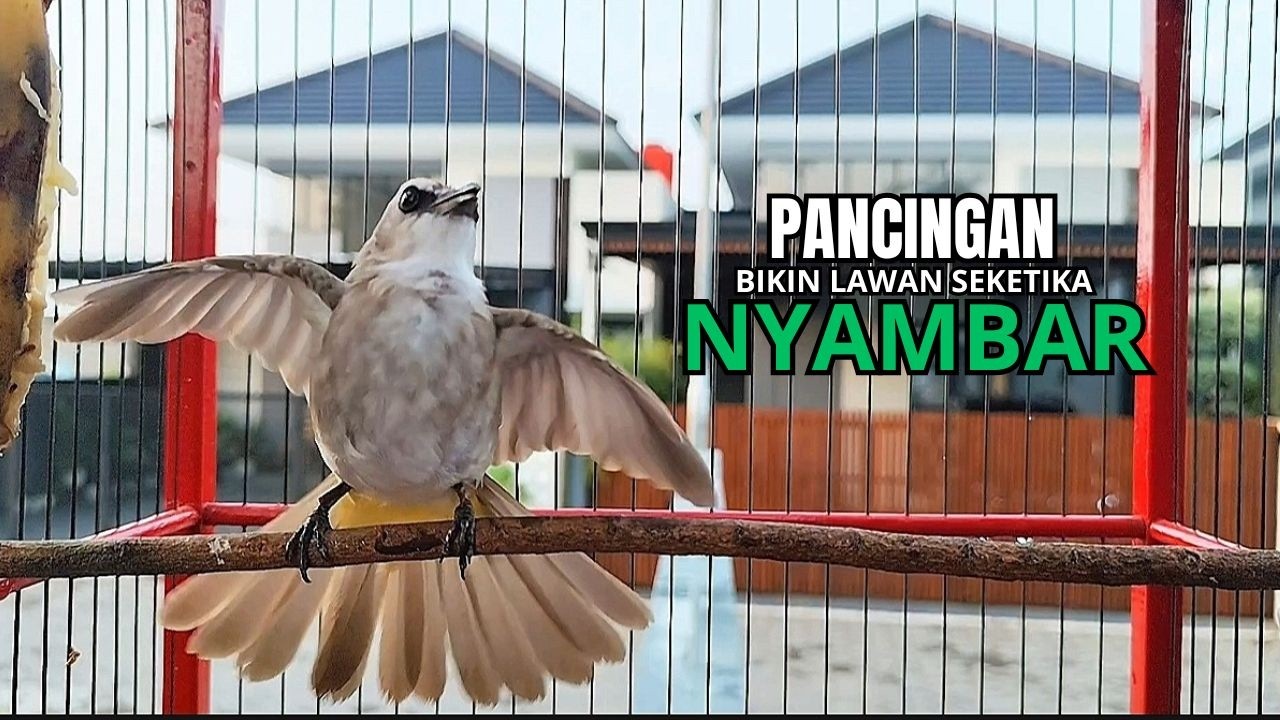 Suara Burung TRUCUKAN gacor TARUNG ROPEL PANJANG pancingan trucukan agar JADI trucuk gacor EMOSI